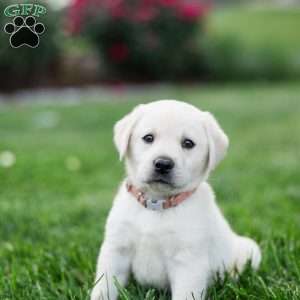 Sophie, Yellow Labrador Retriever Puppy