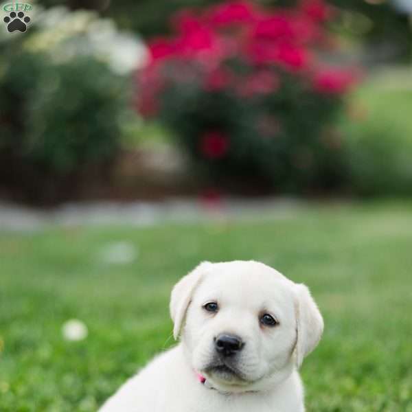 Salem, Yellow Labrador Retriever Puppy
