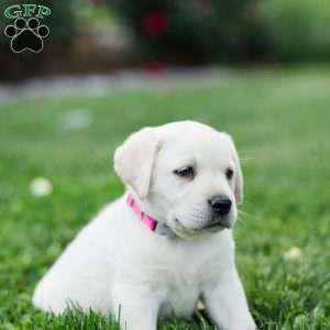 Salem, Yellow Labrador Retriever Puppy