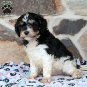 Earl, Cavapoo Puppy