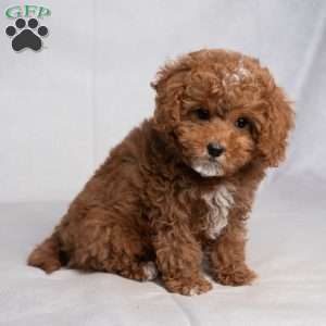 Easton, Cavapoo Puppy