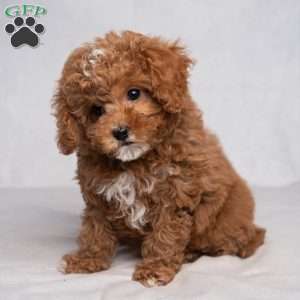 Easton, Cavapoo Puppy