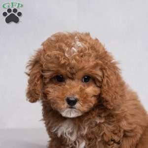 Easton, Cavapoo Puppy