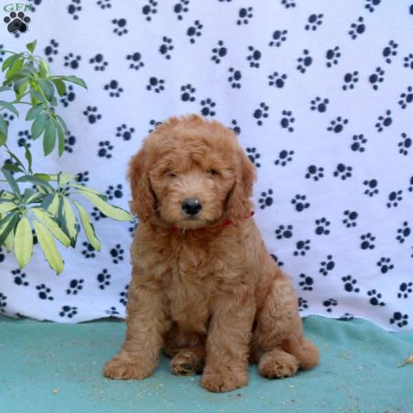 Easton, Mini Goldendoodle Puppy