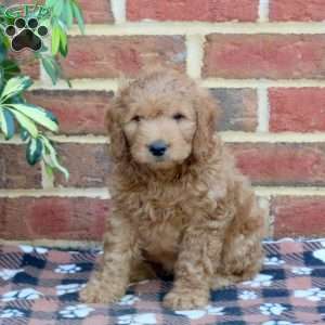 Easton, Mini Goldendoodle Puppy
