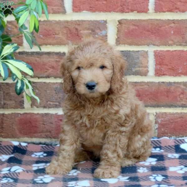 Easton, Mini Goldendoodle Puppy