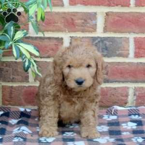 Easton, Mini Goldendoodle Puppy