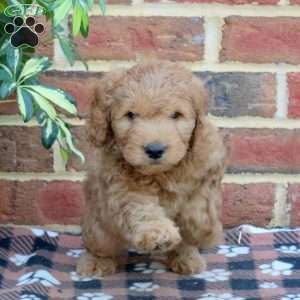 Easton, Mini Goldendoodle Puppy