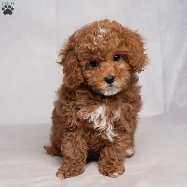 Easton, Cavapoo Puppy