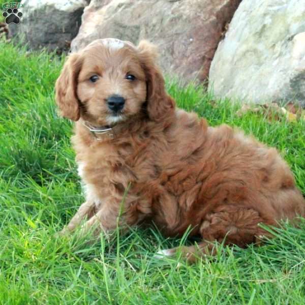 Echo, Mini Goldendoodle Puppy