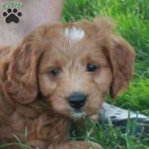 Echo, Mini Goldendoodle Puppy