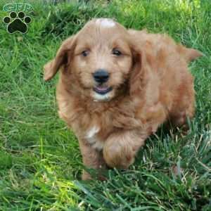 Echo, Mini Goldendoodle Puppy