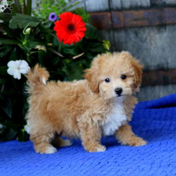 Echo, Bich-Poo Puppy