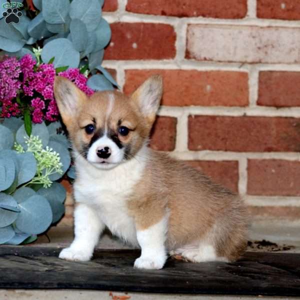 Echo, Pembroke Welsh Corgi Puppy
