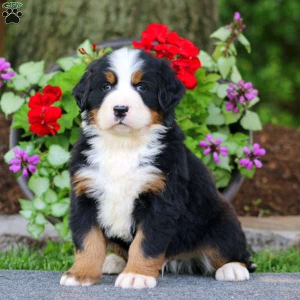 Echo, Bernese Mountain Dog Puppy