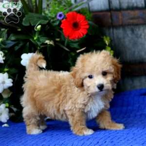 Echo, Bich-Poo Puppy