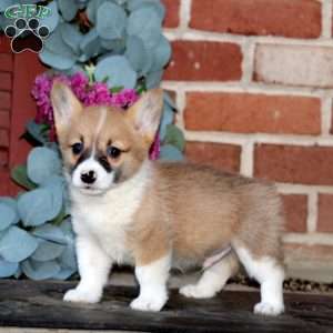 Echo, Pembroke Welsh Corgi Puppy