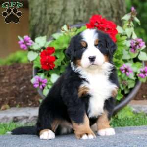 Echo, Bernese Mountain Dog Puppy