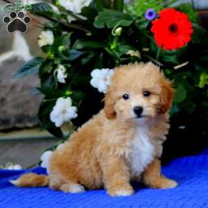 Echo, Bich-Poo Puppy