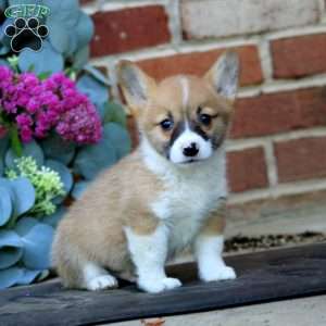 Echo, Pembroke Welsh Corgi Puppy