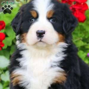 Echo, Bernese Mountain Dog Puppy