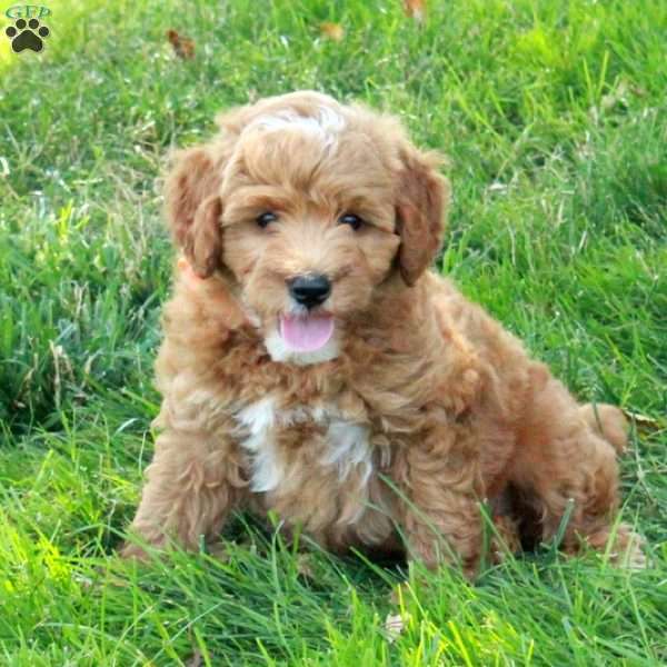 Eddie, Mini Goldendoodle Puppy