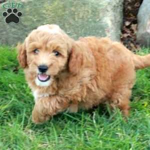 Eddie, Mini Goldendoodle Puppy