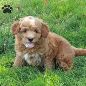 Eddie, Mini Goldendoodle Puppy