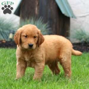 Eddie, Golden Retriever Puppy