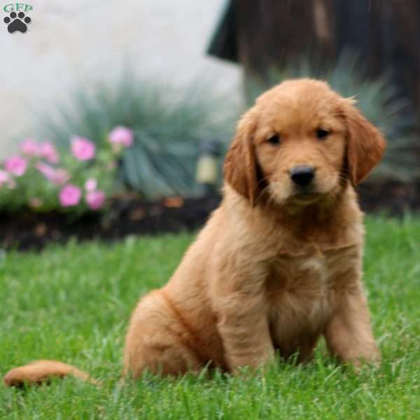 Eddie, Golden Retriever Puppy