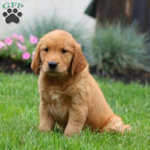 Eddie, Golden Retriever Puppy