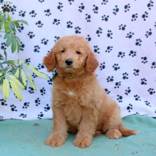 Eddy, Mini Goldendoodle Puppy