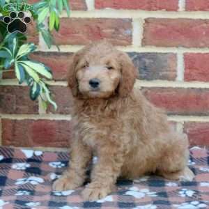 Eddy, Mini Goldendoodle Puppy