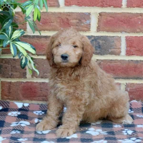 Eddy, Mini Goldendoodle Puppy