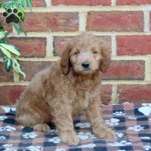 Eddy, Mini Goldendoodle Puppy