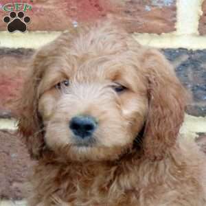 Eddy, Mini Goldendoodle Puppy