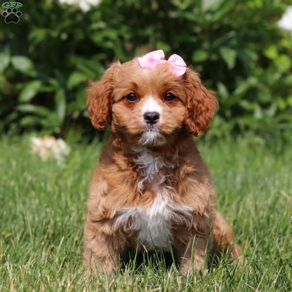 Eden, Cavapoo Puppy