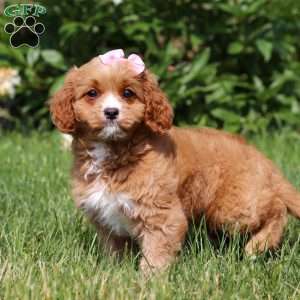 Eden, Cavapoo Puppy