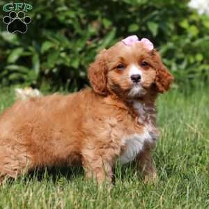 Eden, Cavapoo Puppy