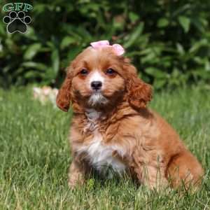 Eden, Cavapoo Puppy
