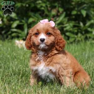 Eden, Cavapoo Puppy