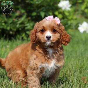 Eden, Cavapoo Puppy