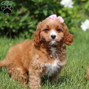 Eden, Cavapoo Puppy