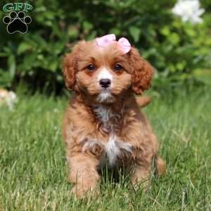 Eden, Cavapoo Puppy