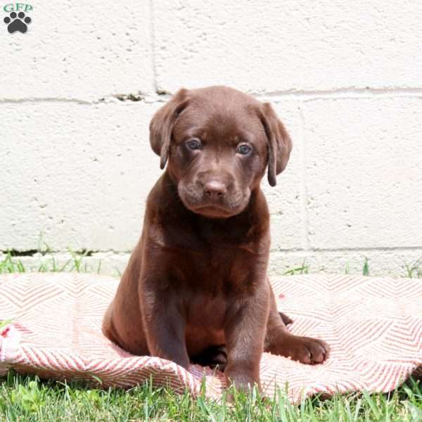 Edison, Chocolate Labrador Retriever Puppy
