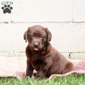 Edison, Chocolate Labrador Retriever Puppy