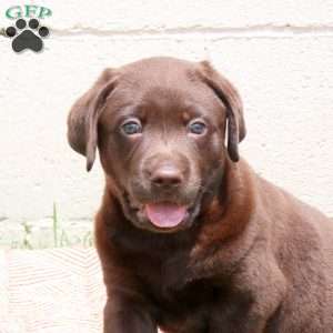 Edison, Chocolate Labrador Retriever Puppy
