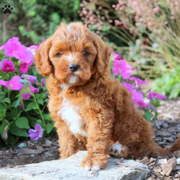Edward, Cavapoo Puppy