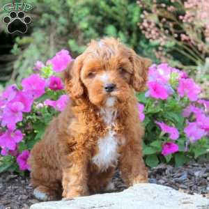 Edward, Cavapoo Puppy