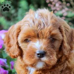 Edward, Cavapoo Puppy